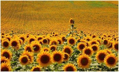 girasoles